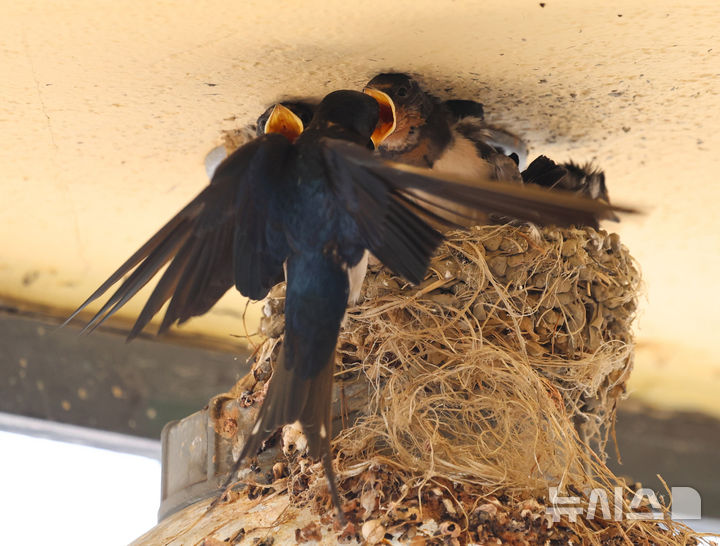 [인천=뉴시스] 전진환 기자 = 5일 인천 남동구 소래포구어시장의 한 상가 조명 위 둥지에서 새끼 제비들이 어미새가 물어다주는 먹이를 받아 먹고 있다. 2025.06.05.&nbsp; amin2@newsis.com