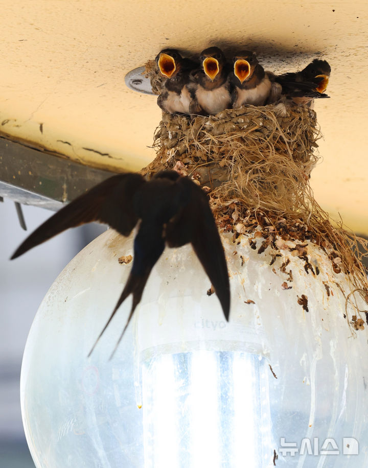 [인천=뉴시스] 전진환 기자 = 5일 인천 남동구 소래포구어시장의 한 상가 조명 위 둥지에서 새끼 제비들이 어미새가 물어다주는 먹이를 받아 먹고 있다. 2025.06.05.&nbsp; amin2@newsis.com