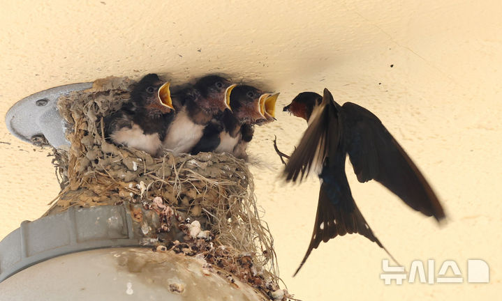 [인천=뉴시스] 전진환 기자 = 5일 인천 남동구 소래포구어시장의 한 상가 조명 위 둥지에서 새끼 제비들이 어미새가 물어다주는 먹이를 받아 먹고 있다. 2025.06.05.&nbsp; amin2@newsis.com