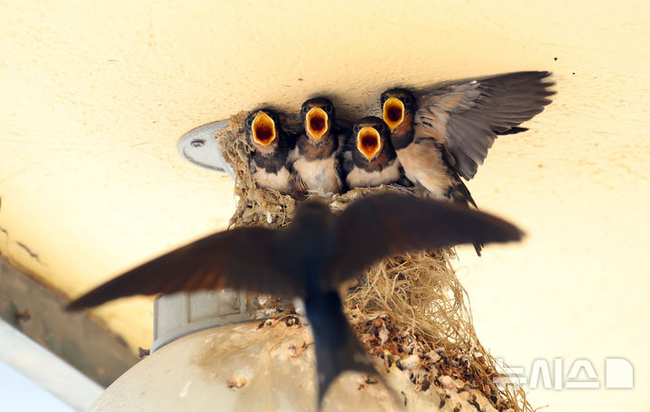 [인천=뉴시스] 전진환 기자 = 5일 인천 남동구 소래포구어시장의 한 상가 조명 위 둥지에서 새끼 제비들이 어미새가 물어다주는 먹이를 받아 먹고 있다. 2025.06.05.&nbsp; amin2@newsis.com