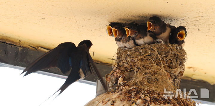 [인천=뉴시스] 전진환 기자 = 5일 인천 남동구 소래포구어시장의 한 상가 조명 위 둥지에서 새끼 제비들이 어미새가 물어다주는 먹이를 받아 먹고 있다. 2025.06.05.&nbsp; amin2@newsis.com