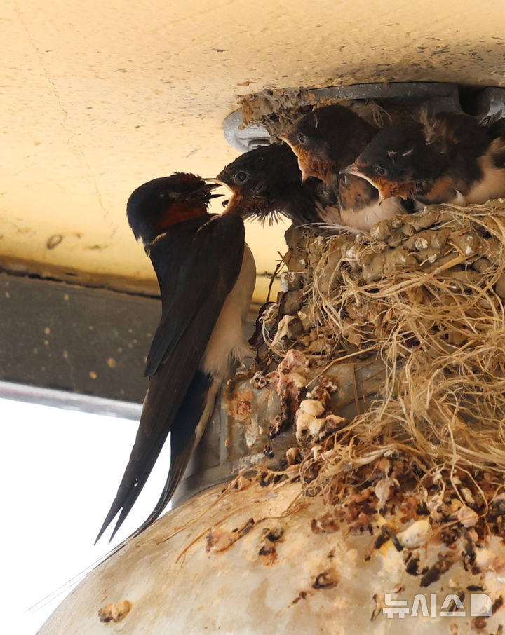 [인천=뉴시스] 전진환 기자 = 5일 인천 남동구 소래포구어시장의 한 상가 조명 위 둥지에서 새끼 제비들이 어미새가 물어다주는 먹이를 받아 먹고 있다. 2025.06.05.&nbsp; amin2@newsis.com