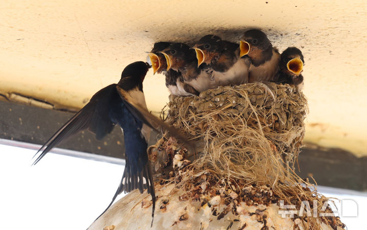[인천=뉴시스] 전진환 기자 = 5일 인천 남동구 소래포구어시장의 한 상가 조명 위 둥지에서 새끼 제비들이 어미새가 물어다주는 먹이를 받아 먹고 있다. 2025.06.05.&nbsp; amin2@newsis.com
