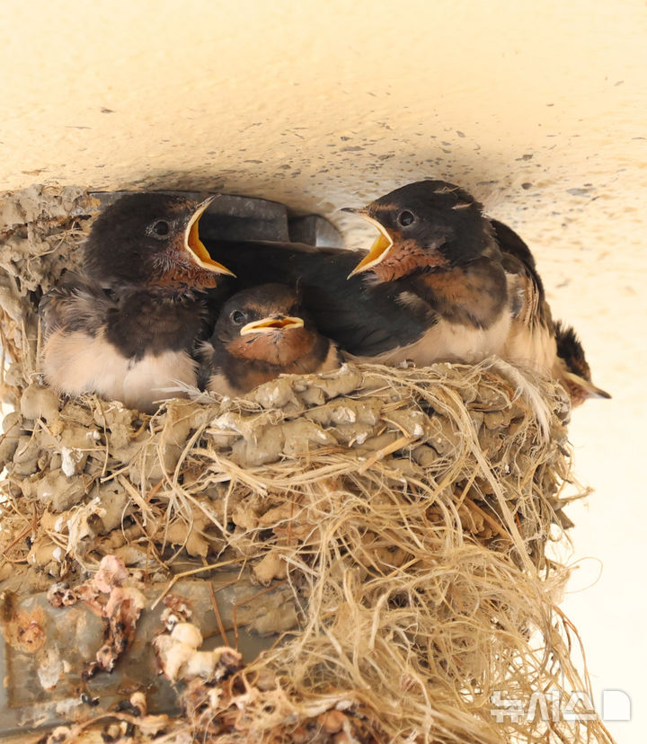 고[인천=뉴시스] 전진환 기자 = 5일 인천 남동구 소래포구어시장의 한 상가 조명 위에 둥지에서 새끼 제비들이 어미새가 물어다줄 먹이를 기다리 있다. 2025.06.05.&nbsp; amin2@newsis.com