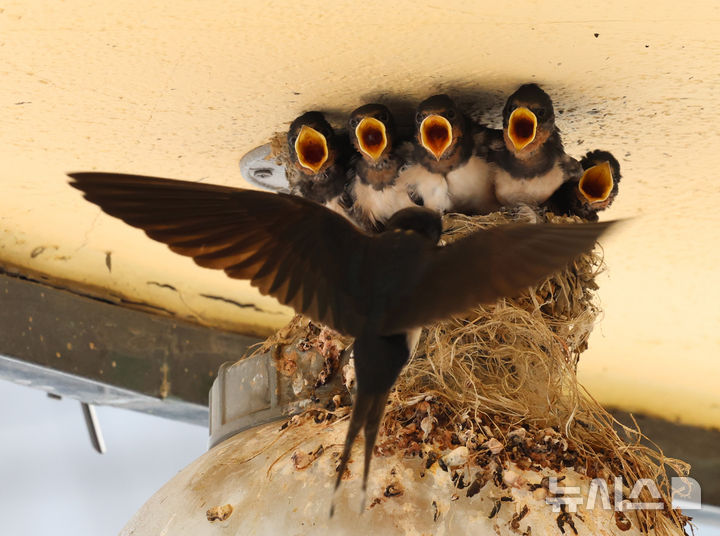 [인천=뉴시스] 전진환 기자 = 5일 인천 남동구 소래포구어시장의 한 상가 조명 위에 둥지를 마련한 어미 제비가 새끼들에게 먹이를 물어다 주고 있다. 2025.06.05.&nbsp; amin2@newsis.com