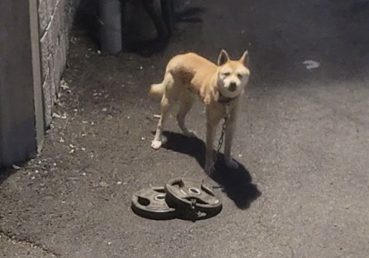 [뉴시스] 30kg짜리 바벨에 묶인 채 산속에 유기된 강아지가 구조됐다. (사진=인스타그램) *재판매 및 DB 금지