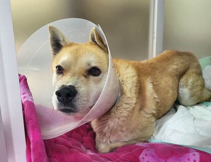 [뉴시스] 현재 벨은 '너와함개냥' 측에서 치료와 보호를 받고 있다. (사진=인스타그램) *재판매 및 DB 금지