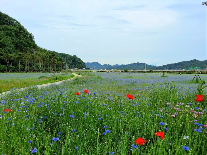 [고령=뉴시스] 수레국화꽃이 만개한 어북실 마을. (사진=고령군 제공) 2025.06.07 photo@newsis.com *재판매 및 DB 금지