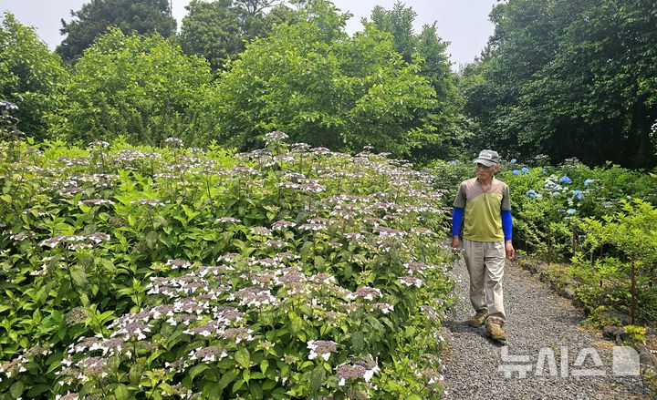 [제주=뉴시스] 임재영 기자 = 지난달 31일 김승철 대표가 자신이 꾸미고 있는 머들정원을 돌아보고 있다. 4계절 꽃을 피우는 풍경을 보여주는 정원 조성에 중점을 두고 있다. 2025.06.08. ijy788@newsis.com 