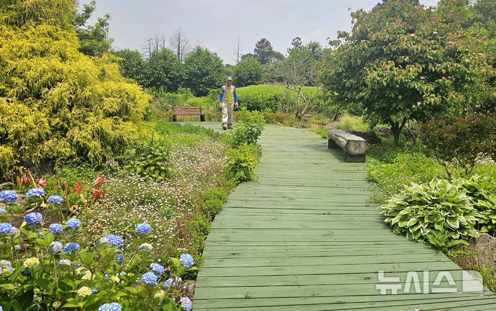 [제주=뉴시스] 임재영 기자 = 머들정원은 1만1000여㎡에 400여종의 식물이 자라고 있다. 조경전문가의 손길을 거쳐서 다양한 수종의 꽃과 나무가 자연스럽게 터를 잡았다. 2025.06.08. ijy788@newsis.com 