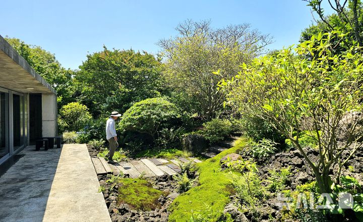 [제주=뉴시스] 임재영 기자 = 가시림정원을 조성한 강남춘 대표가 지난 3일 카페 건물에서 보이는 정원을 둘러보고 있다. 나무와 돌, 이끼가 어우러진 곶자왈(용암암괴에 형성된 숲) 풍경을 자연스럽게 재현했다. 2025.06.08. ijy788@newsis.com
