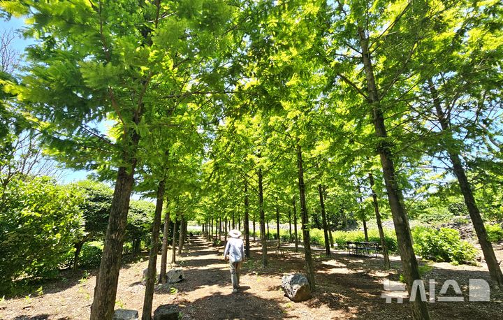 [제주=뉴시스] 임재영 기자 = 가시림정원에는 팜파스그라스, 수국, 하귤나무, 애기동백나무 등이 군락으로 들어선 가운데 황금빛 메타세쿼이아 60여그루가 하늘을 향해 솟구치면서 자라고 있다. 2025.06.08. ijy788@newsis.com 