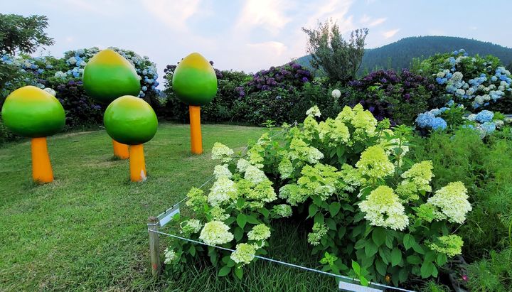[제주=뉴시스] 사월의 꿩 정원에는 20년 이상인 수국이 많다. 강주남 대표가 여러 시행착오를 거치면서 현지 기상에 적합한 식물을 찾아낸 것이다. (사진=사월의 꿩 제공)&nbsp; photo@newsis.com *재판매 및 DB 금지