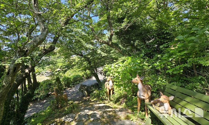 [제주=뉴시스] 임재영 기자 = 포레스트 사파리는 어린이들이 체험할 수 있는 동물원 형태의 놀이 공간이었는데, 점차 울창한 숲이 만들어지면서 어른도 산책을 즐기는 정원 역할을 하고 있다. 2025.06.08. ijy788@newsis.com 