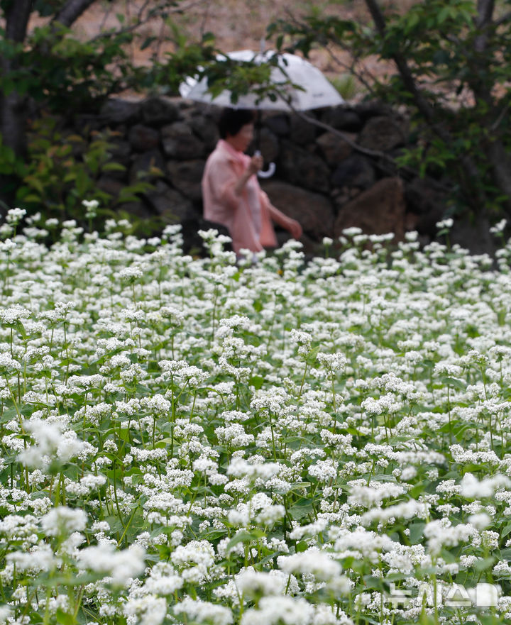 [제주=뉴시스] 우장호 기자 = 부슬부슬 비가 내리는 8일 제주시 조천읍 함덕리 서우봉을 찾은 관광객들이 활짝 핀 메밀꽃을 배경으로 사진을 찍으며 즐거운 시간을 보내고 있다. 2025.06.08. woo1223@newsis.com