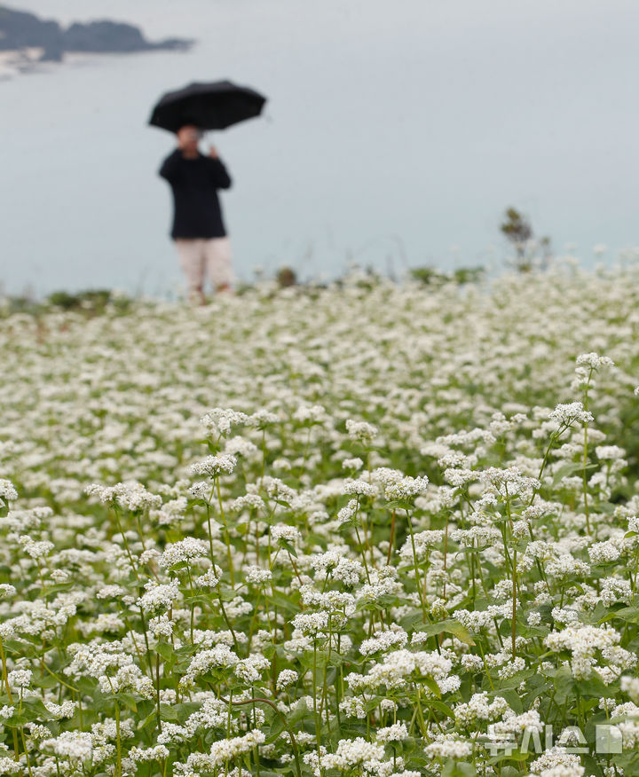 [제주=뉴시스] 우장호 기자 = 부슬부슬 비가 내리는 8일 제주시 조천읍 함덕리 서우봉을 찾은 관광객들이 활짝 핀 메밀꽃을 배경으로 사진을 찍으며 즐거운 시간을 보내고 있다. 2025.06.08. woo1223@newsis.com