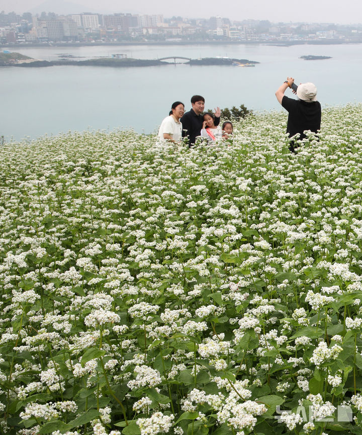 [제주=뉴시스] 우장호 기자 = 부슬부슬 비가 내리는 8일 제주시 조천읍 함덕리 서우봉을 찾은 관광객들이 활짝 핀 메밀꽃을 배경으로 사진을 찍으며 즐거운 시간을 보내고 있다. 2025.06.08. woo1223@newsis.com