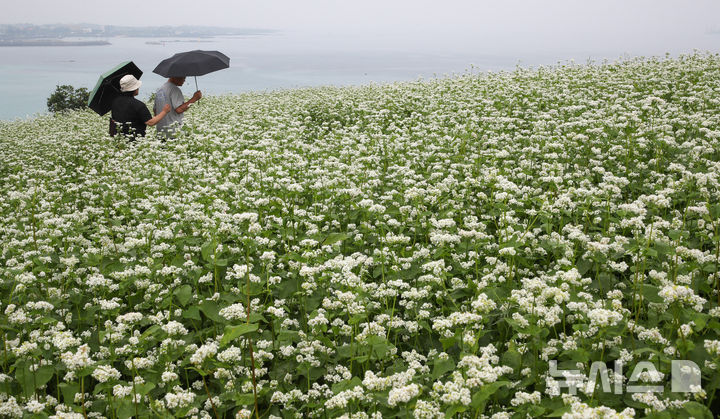 [제주=뉴시스] 우장호 기자 = 부슬부슬 비가 내리는 8일 제주시 조천읍 함덕리 서우봉을 찾은 관광객들이 활짝 핀 메밀꽃을 배경으로 사진을 찍으며 즐거운 시간을 보내고 있다. 2025.06.08. woo1223@newsis.com