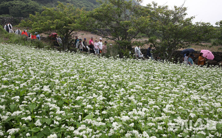 [제주=뉴시스] 우장호 기자 = 부슬부슬 비가 내리는 8일 제주시 조천읍 함덕리 서우봉 둘레길을 찾은 관광객들이 활짝 핀 메밀꽃을 감상하며 산책을 즐기고 있다. 2025.06.08. woo1223@newsis.com