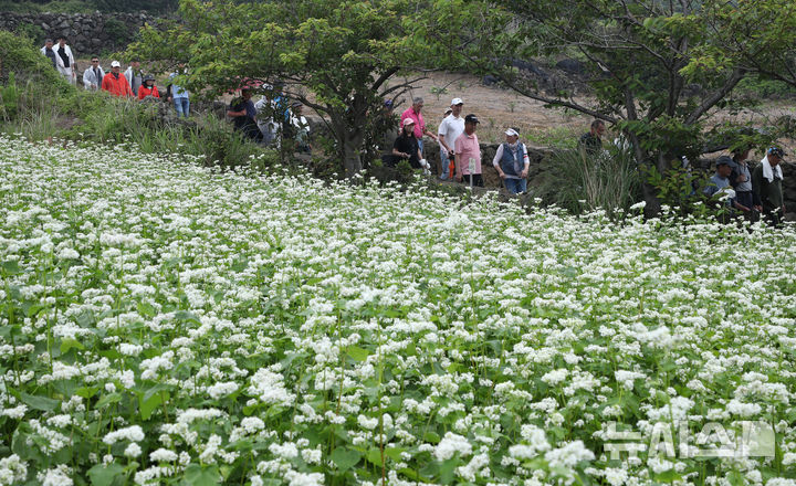 [제주=뉴시스] 우장호 기자 = 부슬부슬 비가 내리는 8일 제주시 조천읍 함덕리 서우봉 둘레길을 찾은 관광객들이 활짝 핀 메밀꽃을 감상하며 산책을 즐기고 있다. 2025.06.08. woo1223@newsis.com