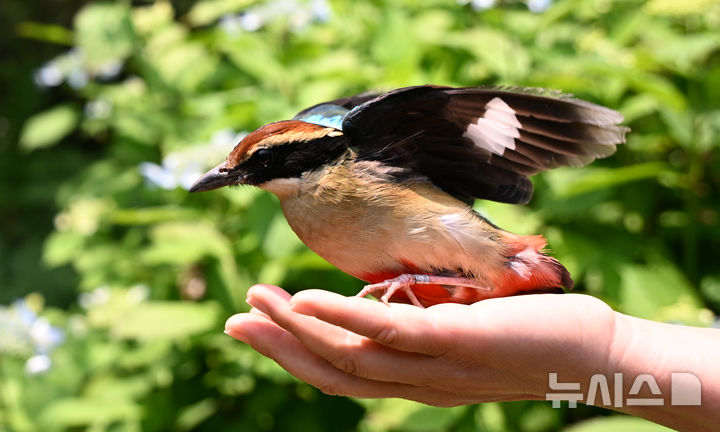 [서귀포=뉴시스] 우장호 기자 = 8일 제주 서귀포시 성산읍 제주자연생태공원에서 한국조류보호협회 제주도지회 관계자가 지난달 18일 건물 유리창 충돌 후 구조된 천연기념물 팔색조를 다시 자연으로 방사하고 있다. (사진=한국조류보호협회 제주도지회 제공) 2025.06.08. woo1223@newsis.com *재판매 및 DB 금지