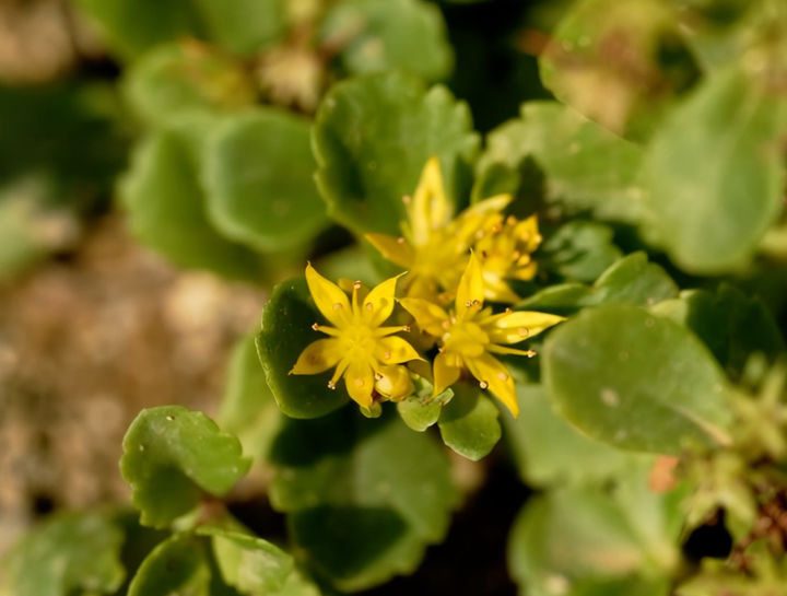 [서울=뉴시스] 섬기린초 (사진=서경덕 교수팀 제공) 2025.06.09. photo@newsis.com&nbsp; *재판매 및 DB 금지