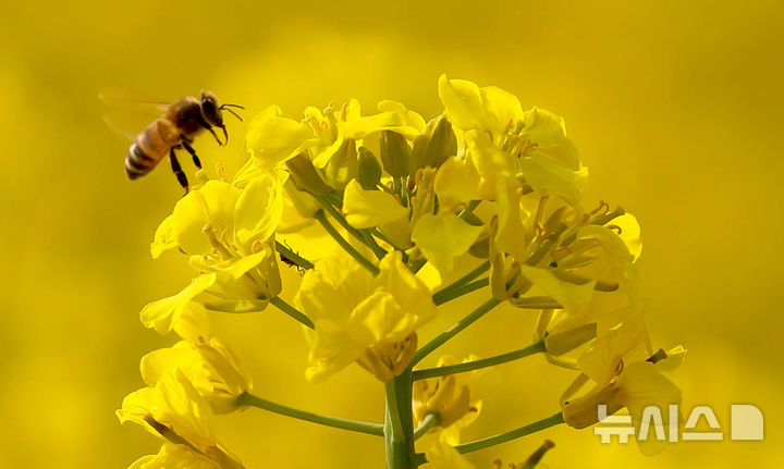 [제주=뉴시스] 우장호 기자 = 제주시 조천읍 함덕리 서우봉 인근 활짝 핀 유채꽃밭에서 꿀벌들이 부지런히 움직이며 꿀을 따고 있다. (사진=뉴시스DB) woo1223@newsis.com
