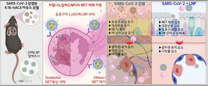 [세종=뉴시스] 코로나19 감염 마우스 모델에서 호중구를 표적하는 지질나노입자가 세포외덫 분해 및 형성을 억제해 폐 손상을 낮추는 효과를 입증함.(사진=보건산업진흥원) *재판매 및 DB 금지