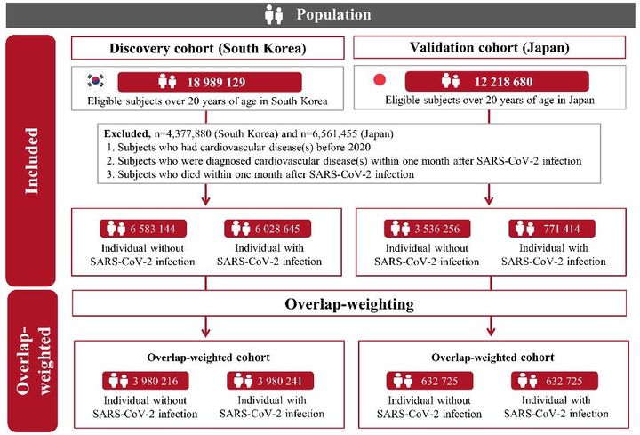 경희대 연동건 교수 연구팀이 '코로나19 감염 이후 심혈관 질환 발생 위험이 유의미하게 증가한다'라는 사실을 한국, 일본의 대규모 의료 빅데이터를 활용해 규명했다. 사진은 연구 모식도. (사진=경희대 제공) *재판매 및 DB 금지