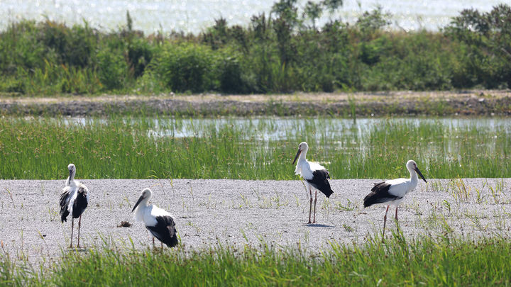 [서산=뉴시스] 지난 5일 서산버드랜드 황새 부부에게서 태어난 새끼 황새 4마리가 성공적으로 자라나 천수만의 한 논에서 포착됐다. (사진=서산시 제공) 2025.06.09. photo@newsis.com *재판매 및 DB 금지