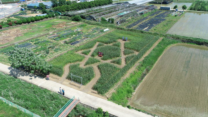 [거제=뉴시스] 신정철 기자= 거제시는 9일부터 오는 7월 11일까지 거제시농업기술센터 인근에 조성한 1306㎡ 규모의 ‘옥수수 미로정원’을 시민과 관광객에게 개방한다.(사진=거제시 제공).2025.06.09. *재판매 및 DB 금지