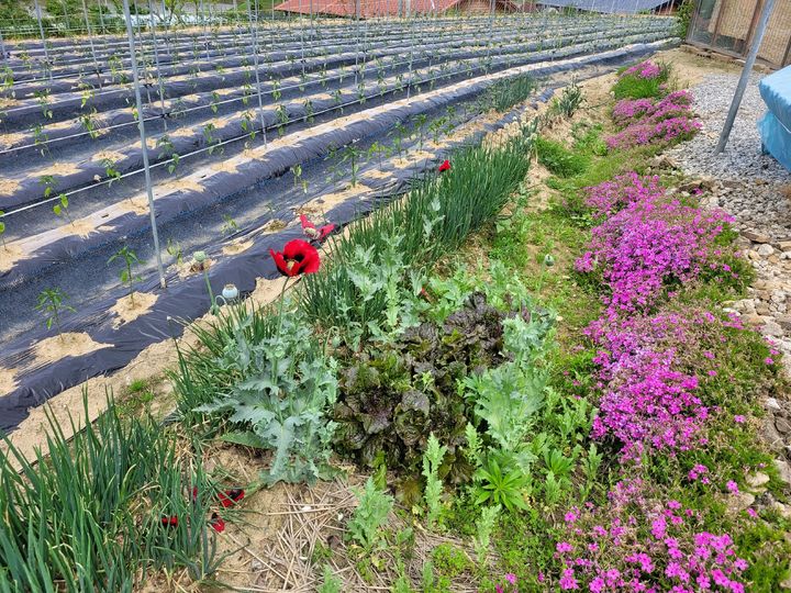 [괴산=뉴시스] 양귀비 재배 현장. (사진=괴산경찰서 제공) photo@newsis.com *재판매 및 DB 금지