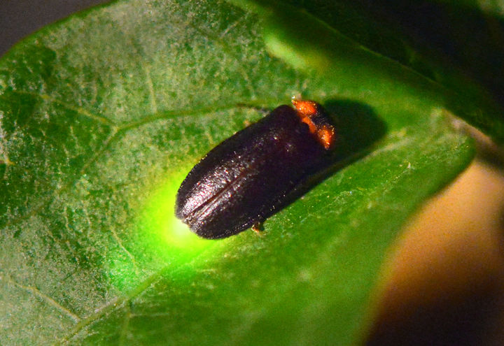 애반딧불이. (사진=충북농업기술원 제공) *재판매 및 DB 금지