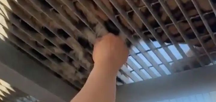 [서울=뉴시스]최근 중국 랴오닝성 다롄의 한 사자·호랑이 사육원에서 일부 관람객들이 철망 사이로 호랑이 털을 강제로 뽑아가는 영상이 공개돼 논란이 일고 있다.(사진=환치우왕) *재판매 및 DB 금지