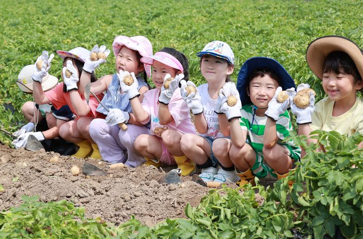 [괴산=뉴시스] 9일 충북 괴산군 감물면 한 감자밭에서 아이들이 감자 캐기 체험을 하고 있다. (사진=괴산군 제공) 2025.6.9. photo@newsis.com *재판매 및 DB 금지