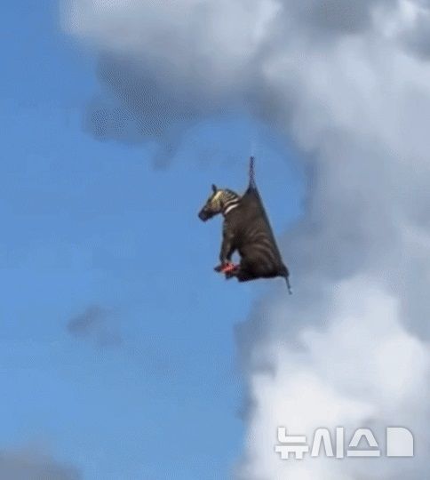 [뉴시스] 8일(현지시각) 미국 테네시주에서 탈출한 반려 얼룩말이 8일간의 도주 끝에 헬기로 공중 포획됐다. (사진=인스타그램) 2025.06.08 