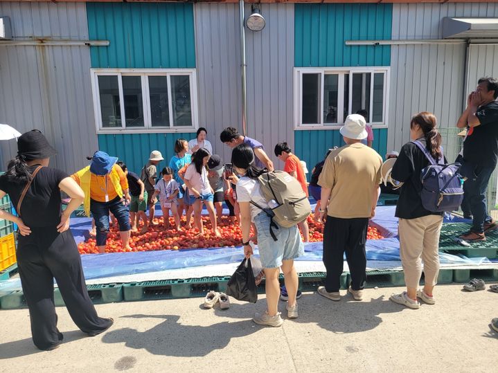 [합천=뉴시스] 합천군 토마토 풀장 (사진=합천군 제공) 2025. 06. 09. photo@newsis.com *재판매 및 DB 금지