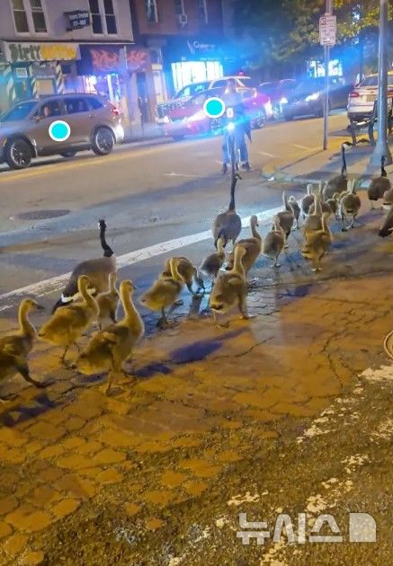 [뉴시스]미국 뉴저지 시티 도심에서 거위 60마리가 줄지어 이동하는 모습이 포착됐다. (사진=뉴욕포스트) 