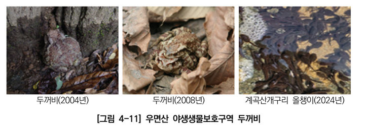 [서울=뉴시스]우면산 야생생물보호구역 두꺼비. 2025.06.09. (사진=서울연구원 제공) *재판매 및 DB 금지