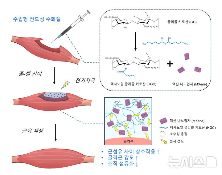 [광주=뉴시스]헥사노일 글리콜 키토산 기반 맥신 담지 주입형 전도성 수화젤의 모식도.