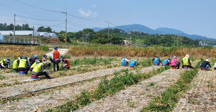 [산청=뉴시스] 산청군농협·농협 산청군지부 농주모,고주모산청군지회 양파 수확 일손돕기  (사진=산청군농협 제공) 2025. 06. 10. photo@newsis.com  *재판매 및 DB 금지