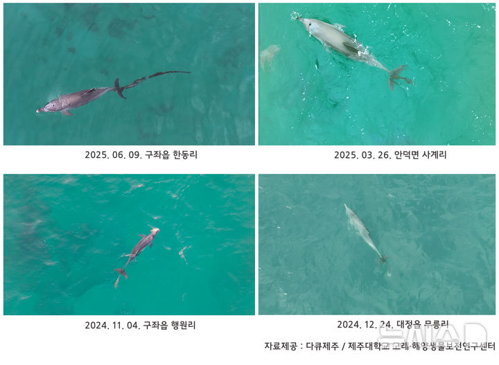 [제주=뉴시스] 9일 제주시 구좌읍 한동리 해상에서 남방큰돌고래 '행운'이가 지난해에 이어 또다시 폐어구에 걸린 채 발견됐다. 사진은 다큐제주팀이 일정 기간별로 '행운'를 모니터링한 모습. (사진=다큐제주, 제주대학교 고래·해양생물보전연구센터 제공) 2025.06.10. photo@newsis.com 