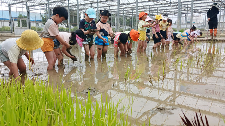 [서울=뉴시스] 10일 경기 수원시 권선구 농촌진흥청 국립식량과학원 중북부작물연구센터에서 열린 논에서 만나는 자연 교실, '어린이 모내기 체험 행사' 에서 어린이들이 손 모내기를 하고 있다. (사진=농촌진흥청 제공) 2025.06.10. photo@newsis.com *재판매 및 DB 금지