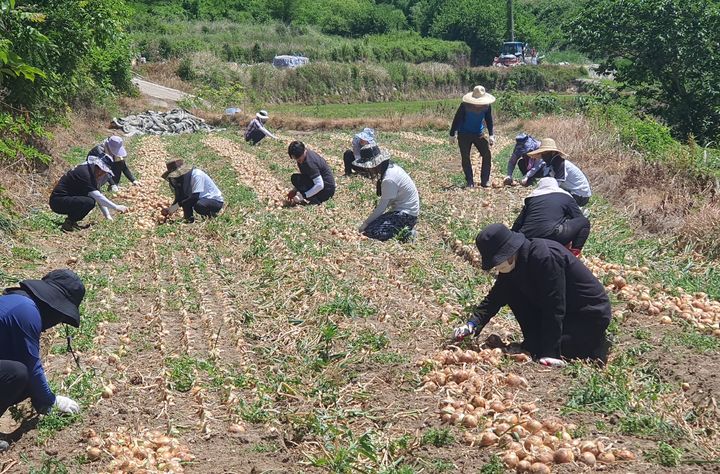 [합천=뉴시스] 합천군 기획예산담당관 직원, 양파 재배농가 일손돕기 (사진=합천군 제공) 2025. 06. 11. photo@newsis.com *재판매 및 DB 금지