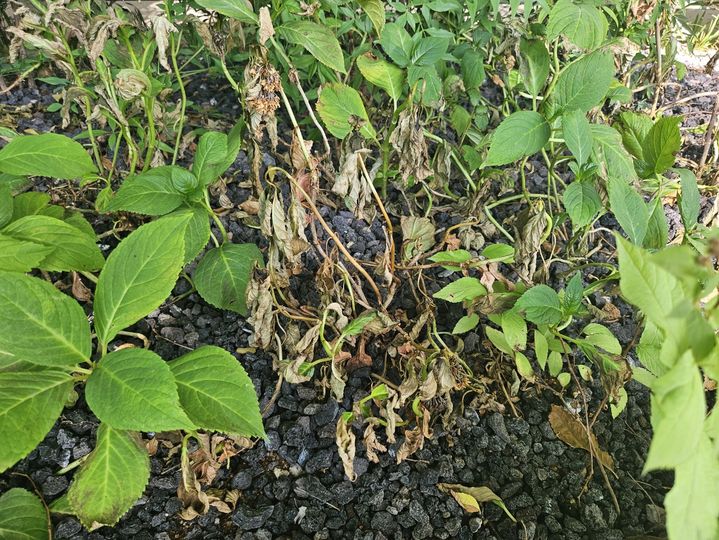 [서울=뉴시스] 조수원 기자 = 11일 찾은 서올 동작구에 위치한 서울국제정원박람회의 한 정원에 식물이 시들어 있다. 2025.06.12. tide1@newsis.com *재판매 및 DB 금지