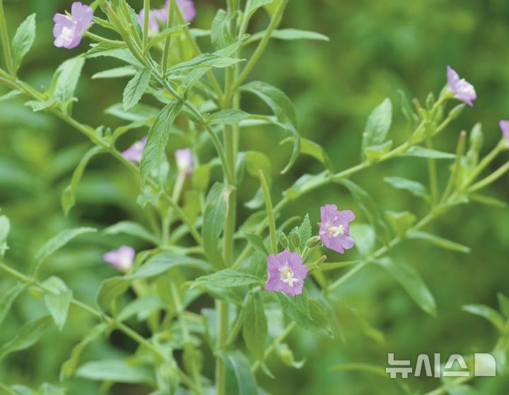 [서울=뉴시스] 큰바늘꽃