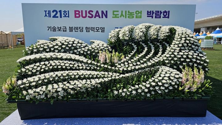 [부산=뉴시스] 부산시 농업기술센터는 오는 13일 '기술보급 블렌딩 협력모델 시범사업'의 하나로 국화 국내육성품종 아카데미(제단 장식 전문가)를 운영한다고 12일 밝혔다. (사진=부산시 제공) 2025.06.12. photo@newsis.com *재판매 및 DB 금지