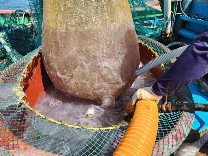 보름달물해파리 제거 작업 모습. (사진=해양수산부 제공) *재판매 및 DB 금지