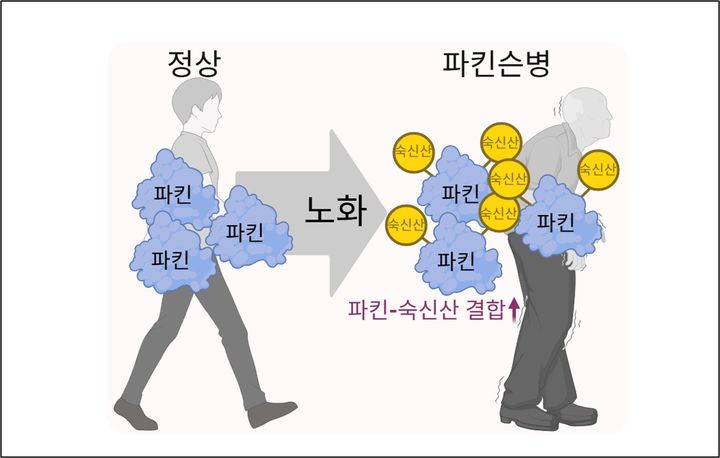 정종경 사장이 파킨슨병 발병 물질 관련 몰레큘라셀(Molecular Cell)에 발표한 논문 요약 이미지. (사진=에이프로젠) *재판매 및 DB 금지