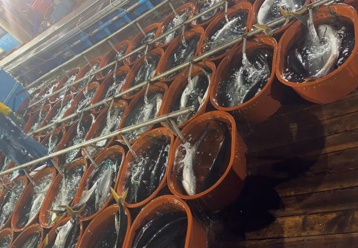 [부산=뉴시스] 동해 정치망 어획물인 방어 (사진=국립수산과학원 제공) 2025.06.12. photo@newsis.com *재판매 및 DB 금지